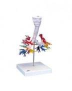 Akciğer Bronş Modeli - Gırtlak ile birlikte - 3B Smart Anatomy