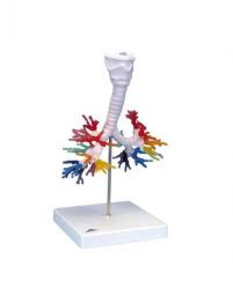 Akciğer Bronş Modeli - Gırtlak ile birlikte - 3B Smart Anatomy