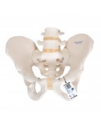 Erkek Pelvis Modeli - 3B Smart Anatomy