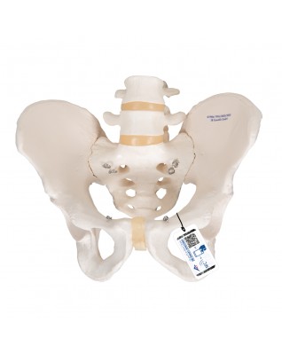 Erkek Pelvis Modeli - 3B Smart Anatomy