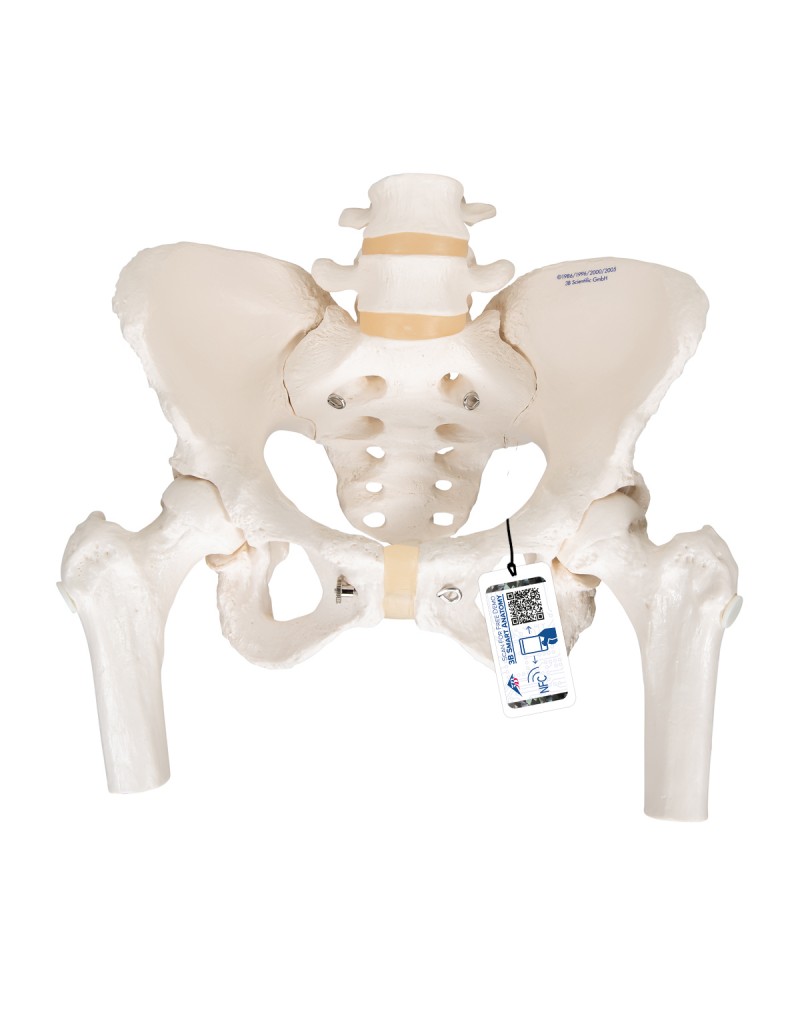 Kadın Pelvis Modeli - 3B Smart Anatomy