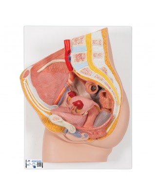 Kadın Pelvis Modeli - 2 parça - 3B Smart Anatomy