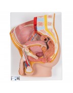 Erkek Pelvis Modeli - 2 parça - 3B Smart Anatomy