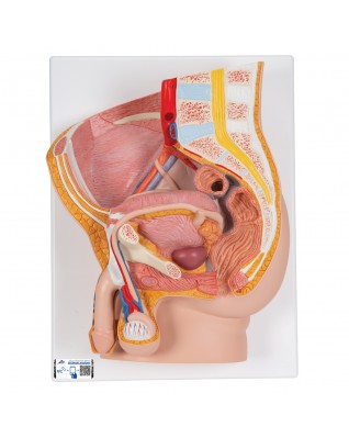 Erkek Pelvis Modeli - 2 parça - 3B Smart Anatomy
