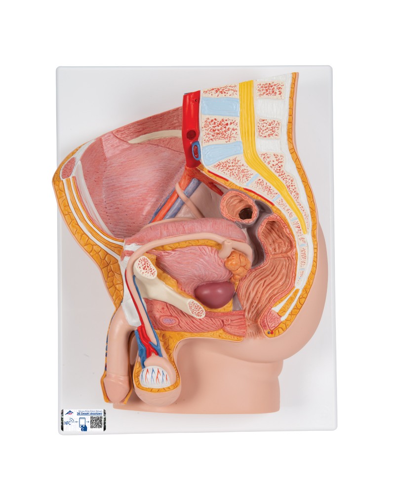 Erkek Pelvis Modeli - 2 parça - 3B Smart Anatomy