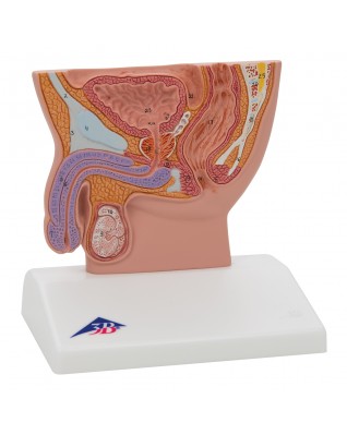 Erkek Pelvis Kesiti Modeli - 1/2 boyutunda - 3B Smart Anatomy