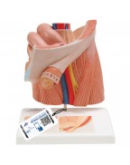 Fıtık modeli - 3B Smart Anatomy