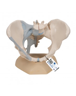 Kadın Pelvis Modeli - 3 parça - 3B Smart Anatomy