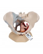 Kadın Pelvis Modeli - 4 parça - 3B Smart Anatomy