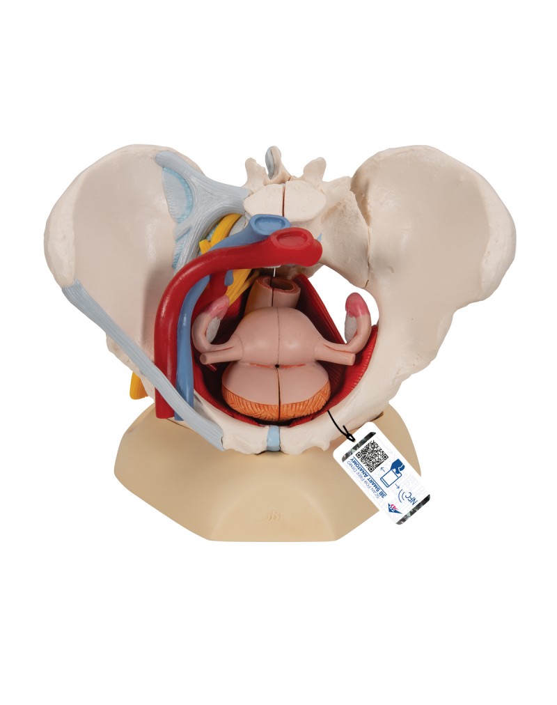 Kadın Pelvis Modeli - 6 parça - 3B Smart Anatomy