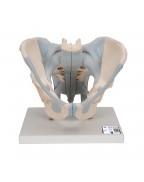 Erkek Pelvis Modeli - 2 parça - 3B Smart Anatomy