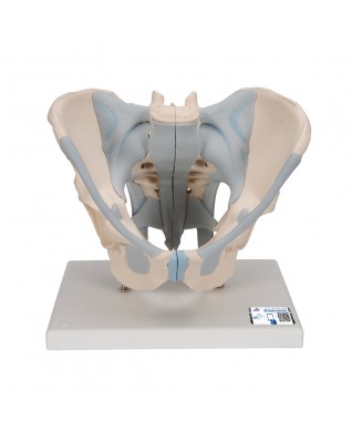 Erkek Pelvis Modeli - 2 parça - 3B Smart Anatomy