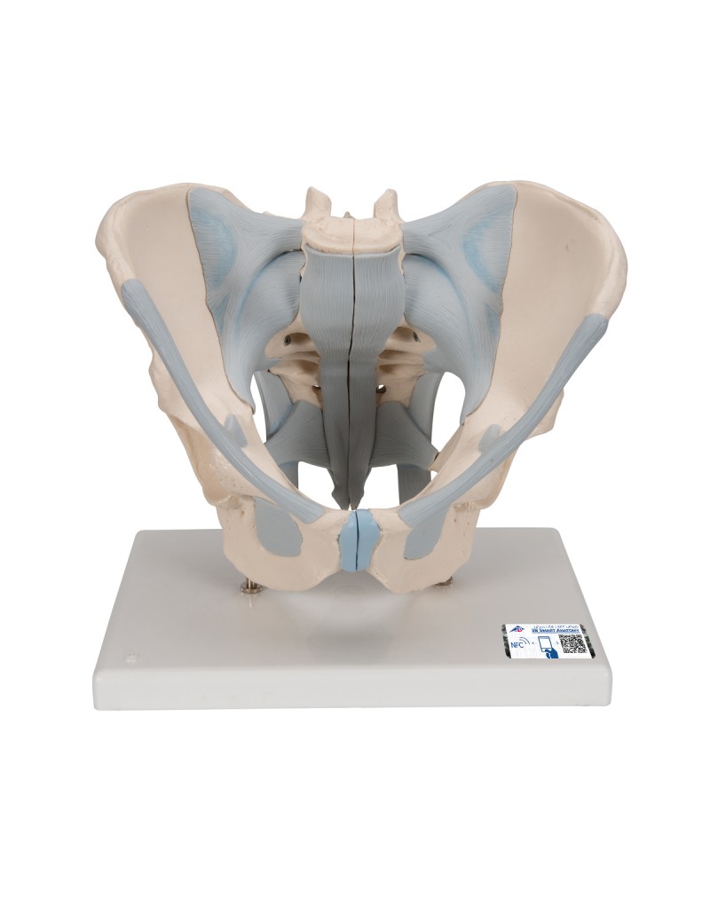 Erkek Pelvis Modeli - 2 parça - 3B Smart Anatomy
