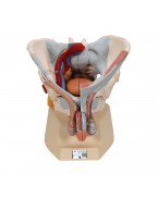 Erkek Pelvis Modeli - 7 parça - 3B Smart Anatomy