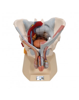 Erkek Pelvis Modeli - 7 parça - 3B Smart Anatomy