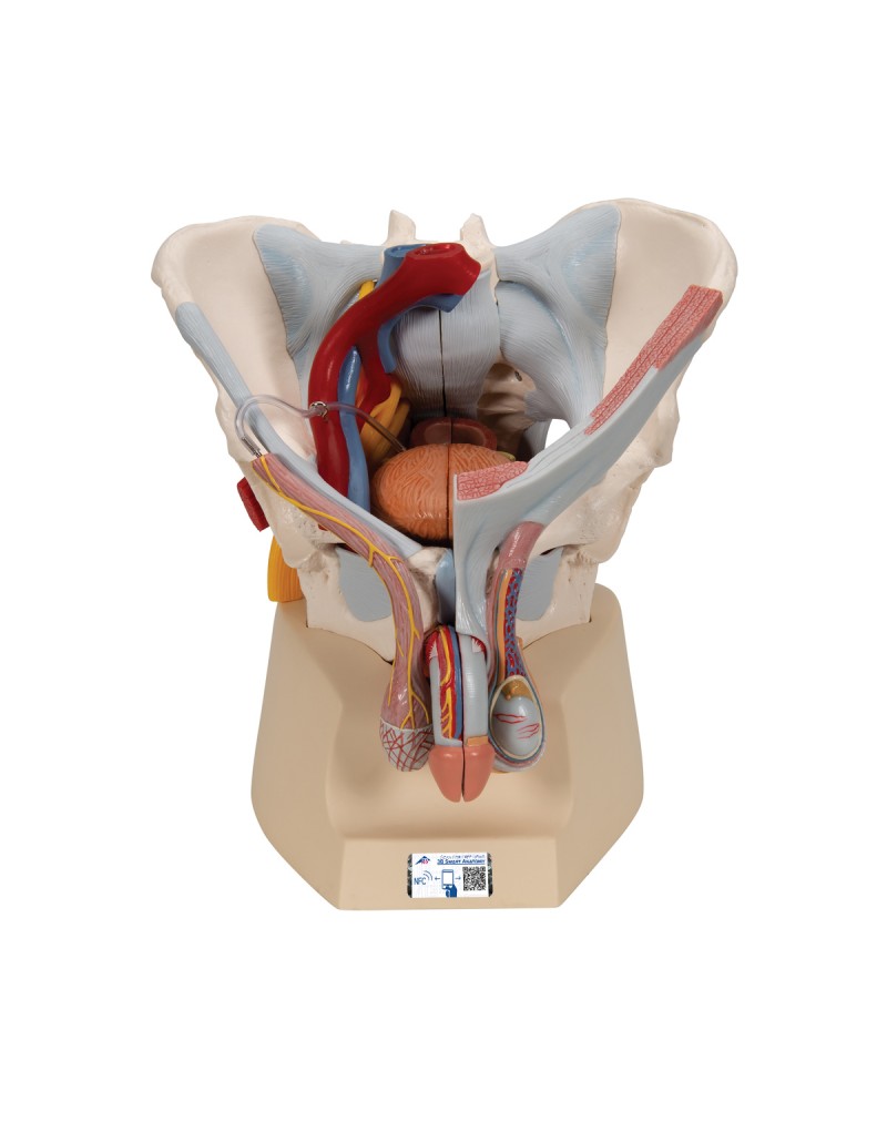 Erkek Pelvis Modeli - 7 parça - 3B Smart Anatomy