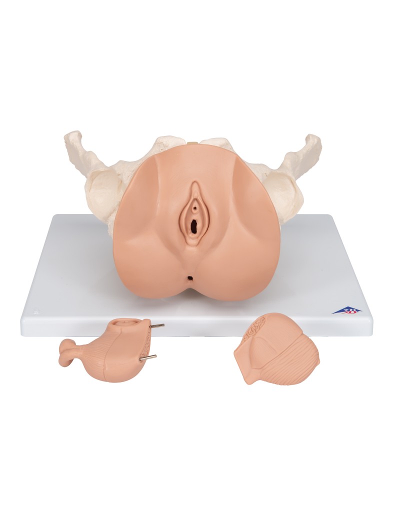 Kadın Pelvis Modeli - 3 parça - 3B Smart Anatomy