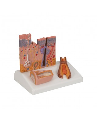 Deri Modeli - 3B Smart Anatomy