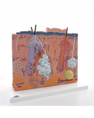 Deri Modeli - 3 parça - 3B Smart Anatomy