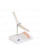 Çapraz kesitli mini dirsek eklemi - 3B Smart Anatomy