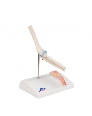 Çapraz kesitli mini dirsek eklemi - 3B Smart Anatomy