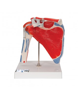 Omuz Eklemi Modeli, Kaslı - 5 parça - 3B Smart Anatomy