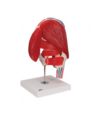 Kalça eklemi, 7 parça - 3B Smart Anatomy