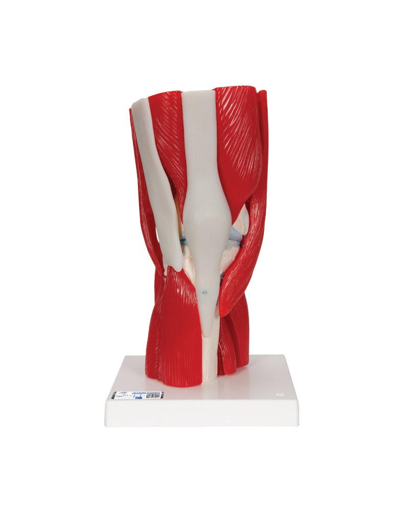 Diz eklemi, 12 parça - 3B Smart Anatomy