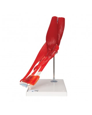 Dirsek eklemi, 8 parça - 3B Smart Anatomy