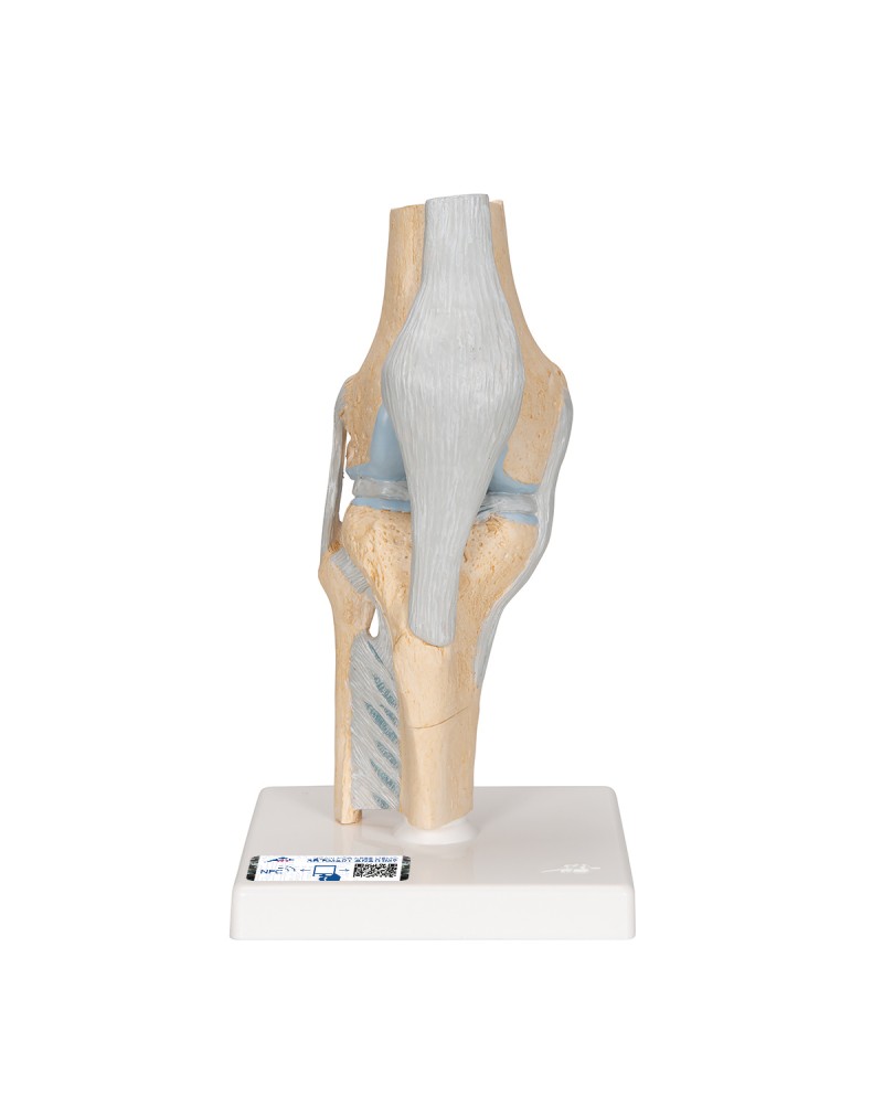 Diz eklemi kesit modeli, 3 parça - 3B Smart Anatomy