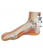 Normal Ayak - 3B Smart Anatomy