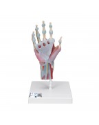 Bağlar ve kaslarla birlikte el iskeleti modeli - 3B Smart Anatomy
