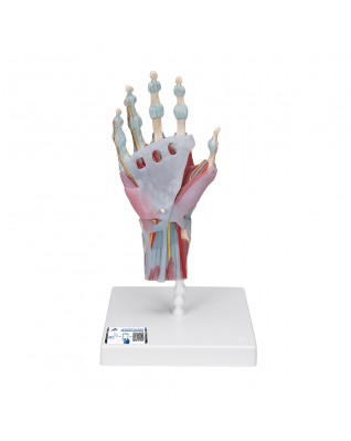 Bağlar ve kaslarla birlikte el iskeleti modeli - 3B Smart Anatomy