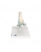 Bağlarla birlikte ayak iskeleti modeli - 3B Smart Anatomy