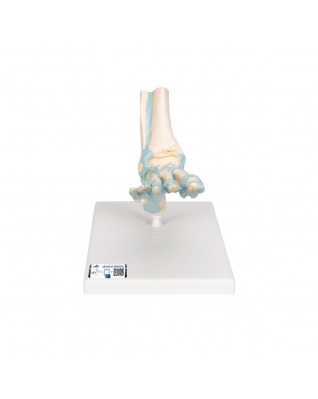Bağlarla birlikte ayak iskeleti modeli - 3B Smart Anatomy