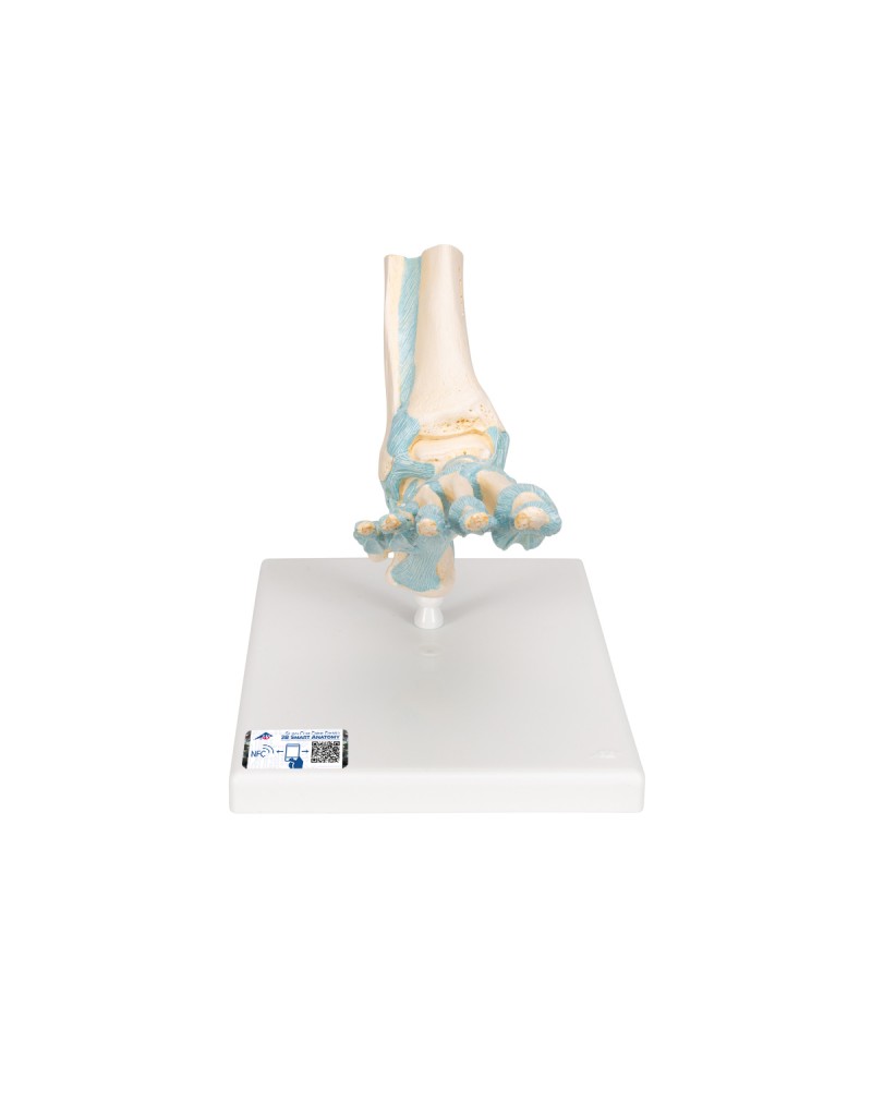 Bağlarla birlikte ayak iskeleti modeli - 3B Smart Anatomy