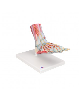 Bağlar ve kaslarla birlikte ayak iskeleti modeli - 3B Smart Anatomy