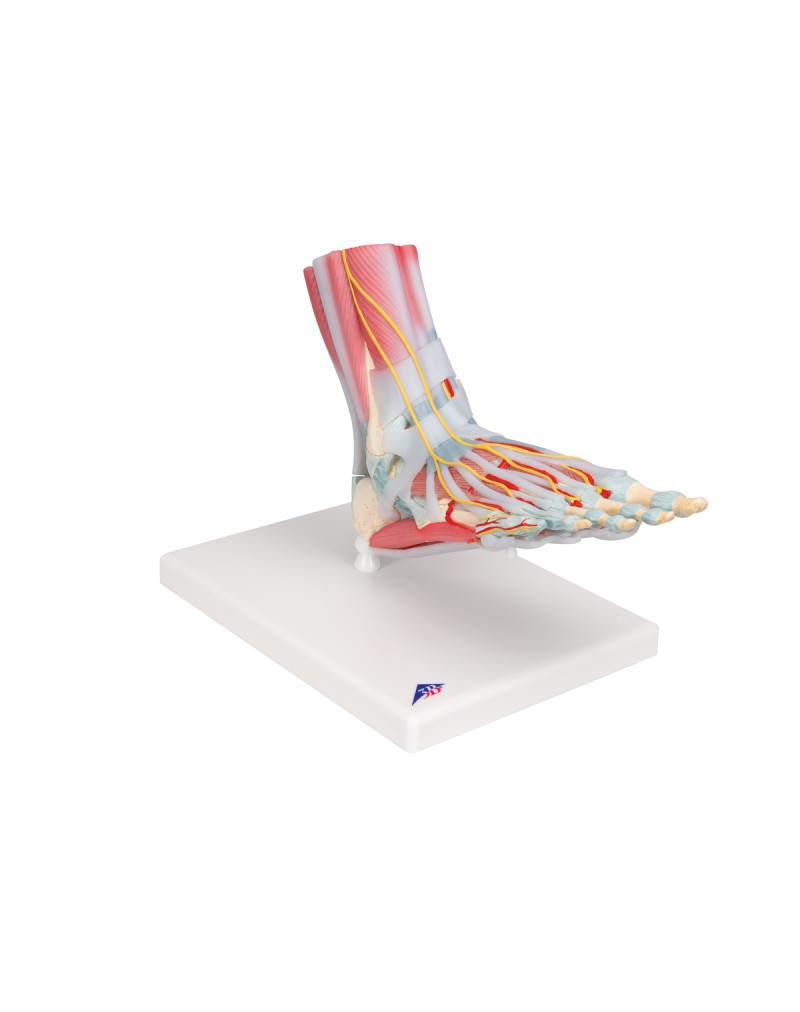 Bağlar ve kaslarla birlikte ayak iskeleti modeli - 3B Smart Anatomy