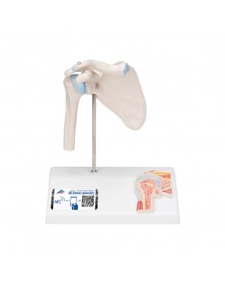 Çapraz kesitli mini omuz eklemi - 3B Smart Anatomy
