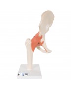 Fonksiyonel Kalça Eklemi Modeli - 3B Smart Anatomy