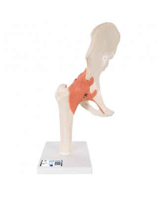 Fonksiyonel Kalça Eklemi Modeli - 3B Smart Anatomy