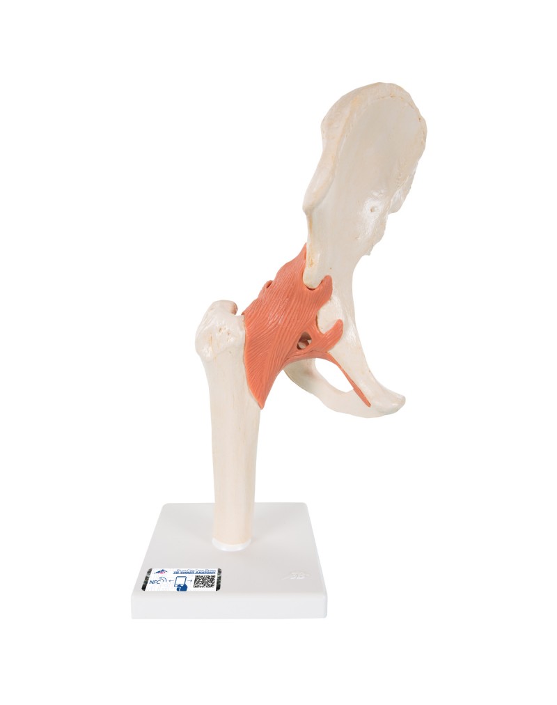 Fonksiyonel Kalça Eklemi Modeli - 3B Smart Anatomy