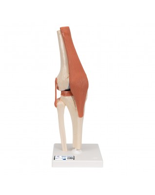 Diz eklemi fonksiyonel model - 3B Smart Anatomy