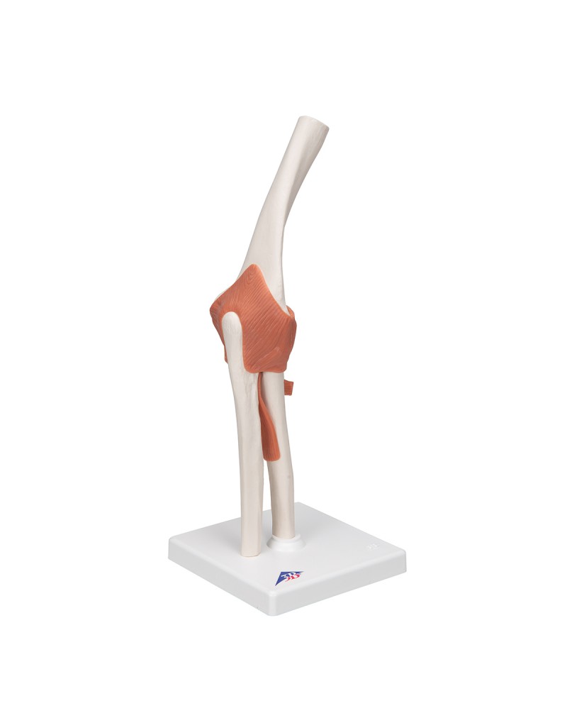 Dirsek eklemi fonksiyonel modeli - 3B Smart Anatomy