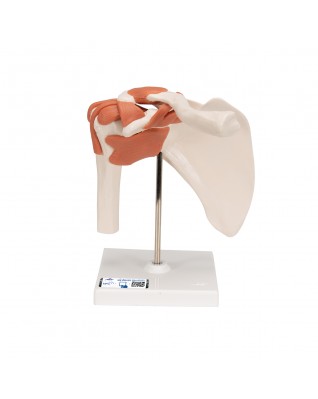 Fonksiyonel Omuz Eklemi Modeli - 3B Smart Anatomy