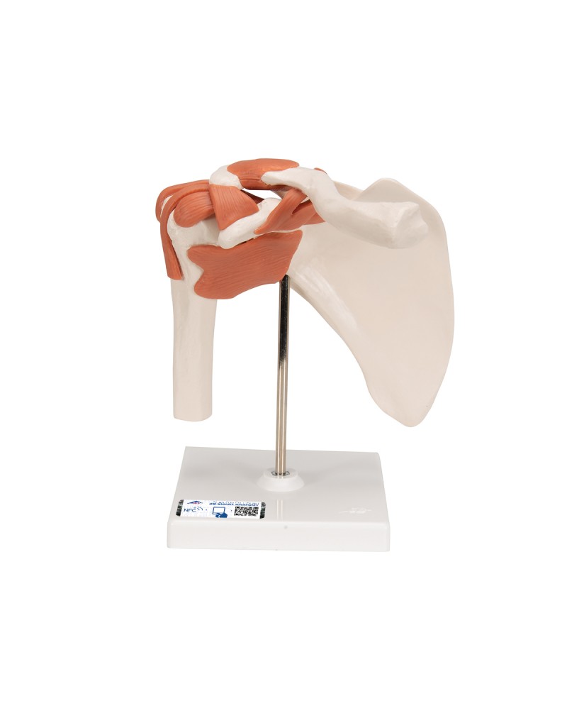 Fonksiyonel Omuz Eklemi Modeli - 3B Smart Anatomy