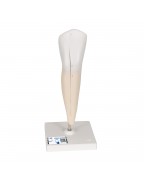 Alt Köpek Dişi Modeli - 2 parça - 3B Smart Anatomy