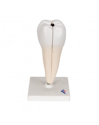Alt Azı Dişi Modeli - 3B Smart Anatomy