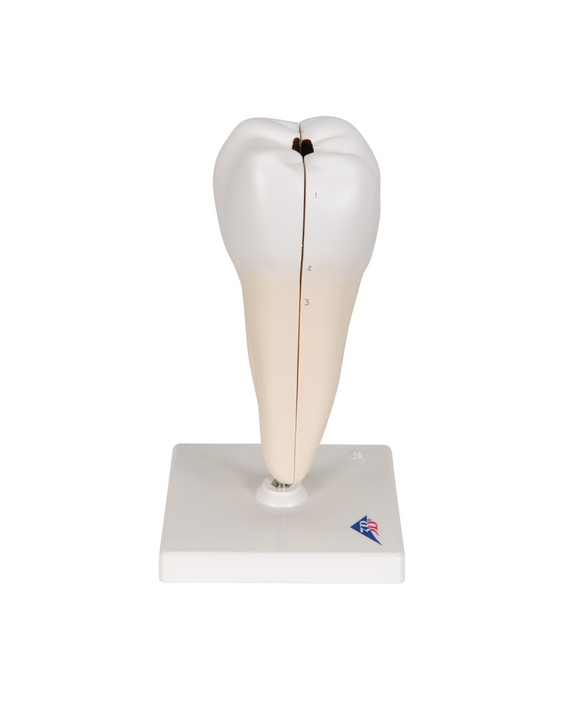 Alt Azı Dişi Modeli - 3B Smart Anatomy