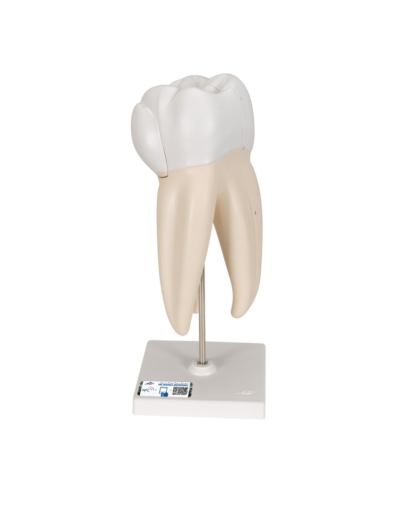 Üst Azı Dişi Modeli - 3 parça - 3B Smart Anatomy